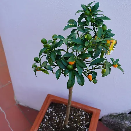 Rita Sea Front View - Parcheggio Gratuito In Maison d'hôtes San Remo